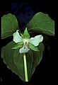 01001-00418-White Flowers-Nodding Trillium.jpg