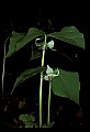 01001-00421-White Flowers-Nodding Trillium.jpg
