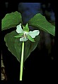 01001-00422-White Flowers-Nodding Trillium.jpg