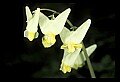 01001-00427-White Flowers-Dutchman's Breeches.jpg