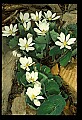 01001-00429-White Flowers-Bloodroot.jpg