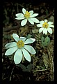01001-00430-White Flowers-Bloodroot.jpg