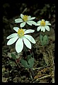 01001-00432-White Flowers-Bloodroot.jpg