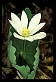 01001-00435-White Flowers-Bloodroot.jpg