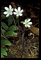 01001-00436-White Flowers.jpg
