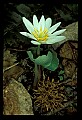01001-00439-White Flowers-Bloodroot.jpg