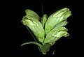 01001-00440-White Flowers-Turtlehead.jpg