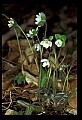 01001-00442-White Flowers-Hepatica.jpg