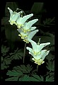 01001-00443-White Flowers-Dutchman's Breeches.jpg