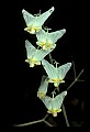 01001-00444-White Flowers-Dutchman's Breeches.jpg