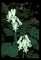 01001-00445-White Flowers-Squirrel Corn.jpg