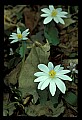 01001-00447-White Flowers-Bloodroot.jpg