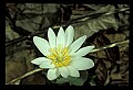 01001-00451-White Flowers-Bloodroot.jpg