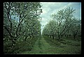 01001-00456-White FlowersCherry Blossoms.jpg