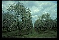 01001-00457-White Flowers-Cherry Blossoms.jpg