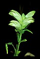 01001-00459-White Flowers-Turtlehead.jpg