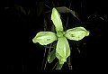 01001-00460-White Flowers-Turtlehead.jpg
