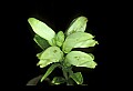 01001-00461-White Flowers-Turtlehead.jpg