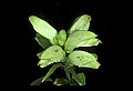 01001-00463-White Flowers-Turtlehead.jpg