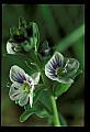 01001-00464-White Flowers-Thyme-leaved Speedwell.jpg