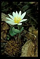 01001-00466-White Flowers-Bloodroot.jpg