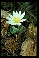 01001-00468-White Flowers-Bloodroot.jpg