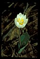 01001-00469-White Flowers-Bloodroot.jpg