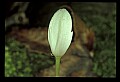 01001-00470-White Flowers-Bloodroot.jpg