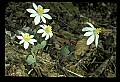 01001-00472-White Flowers.jpg