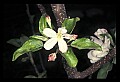 01001-00474-White Flowers-Apple Blossoms.jpg
