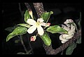01001-00475-White Flowers-Apple Blossoms.jpg