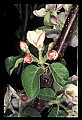 01001-00477-White Flowers-Apple Blossoms.jpg