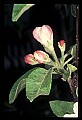 01001-00478-White Flowers-Apple Blossoms.jpg