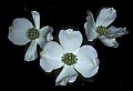01001-00480-White Flowers-Dogwood Blossom.jpg