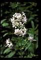 01001-00481-White Flowers-Bouncing Bet.jpg
