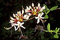 1-6-07-00008 smooth azalea.jpg