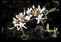 1-6-07-00013-smooth azalea.jpg
