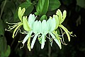 1-6-07-00030 Honeysuckle blossoms.jpg