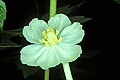 1-6-07-00031 Mayapple blossom.jpg