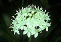 1-6-07-00036 Black bead lily.jpg