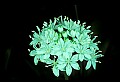 1-6-07-00037Black bead lily.jpg