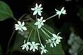 1-6-07-00038 poke milkweed.jpg