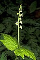 1-6-07-00040 mitrewort, bishop's cap flowers.jpg