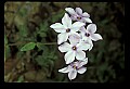 1-6-07-00111Phlox.jpg