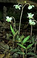 1-6-07-00121 white flower wintergreen.jpg