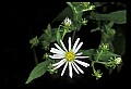 1-6-07-00124-Aster.jpg