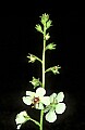 1-6-07-00125 white flower-moth mullein.jpg