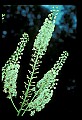 1-6-07-00184-Black Cohosh or Bugbane.jpg