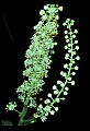 1-6-07-00185-Black Cohosh or Bugbane.jpg