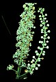 1-6-07-00186-Black Cohosh or Bugbane.jpg